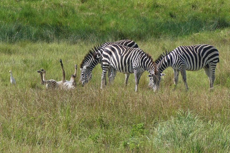 Plains Zebra & Western Cattle Egret_P1030254.jpg
