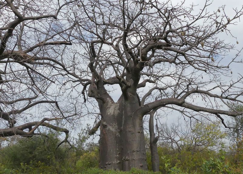Hadza_P1030748.jpg