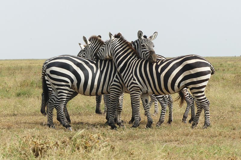 Plains Zebra_P1040029.jpg