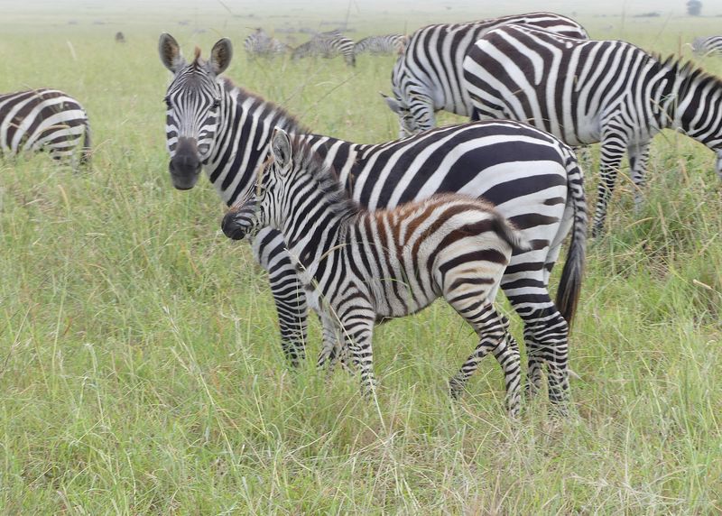 Plains Zebra_P1040112.jpg