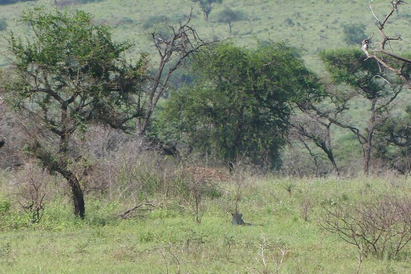 Leopard_P1040394.jpg