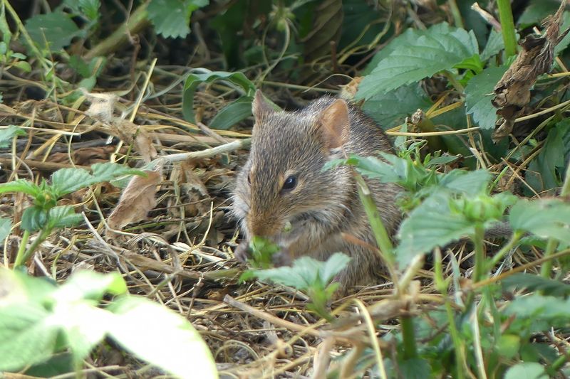 Mouse_P1040684.jpg