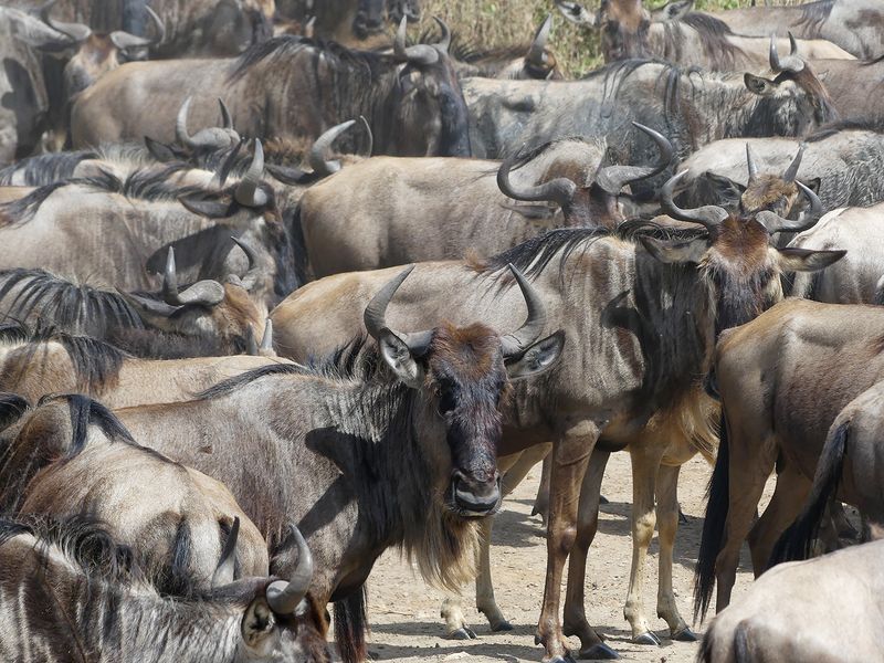 Wilderbeest_P1040594.jpg