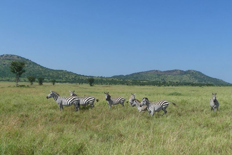 Plains Zebra_P1040442.jpg