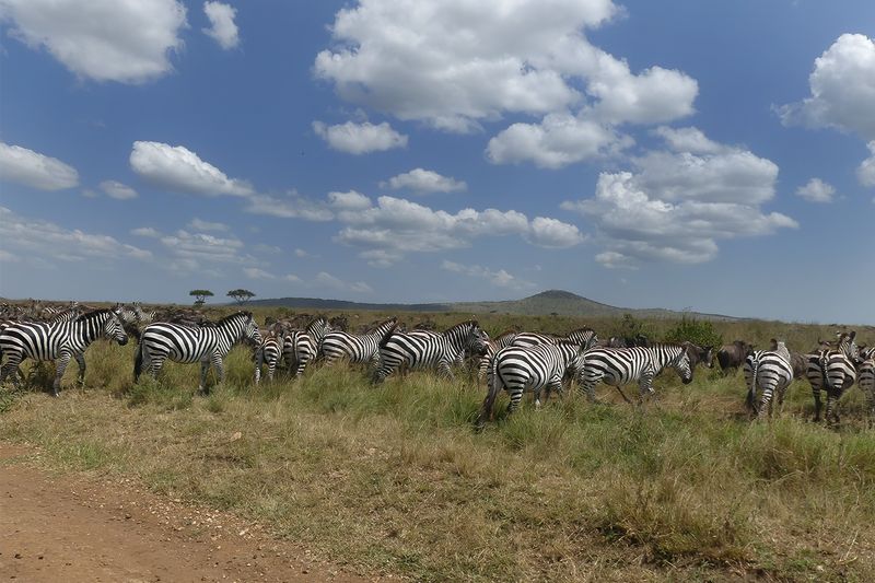 Plains Zebra_P1040549.jpg