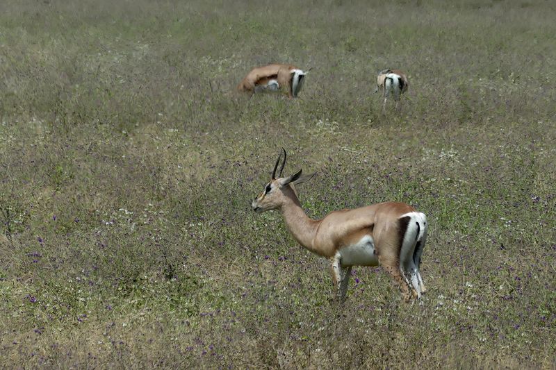 Grants Gazelle_P1050058.jpg