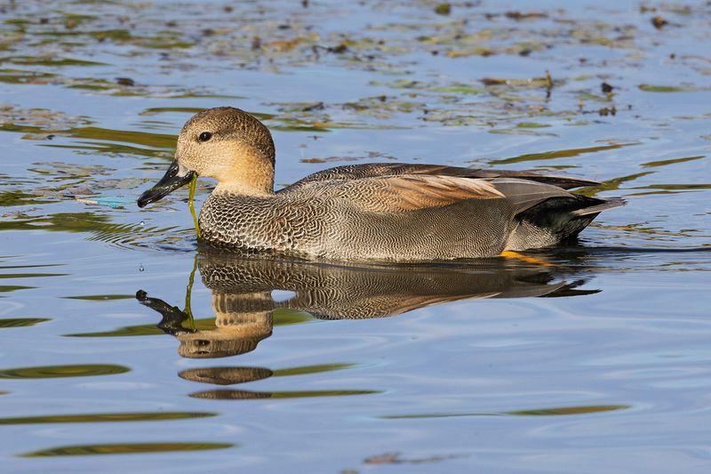 Gadwall