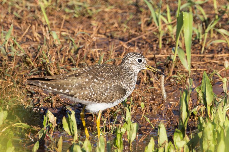 Solitary Sandpiper
