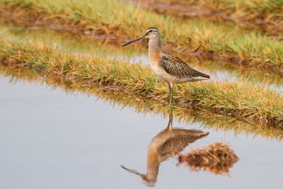 Short-billed Dowitcher