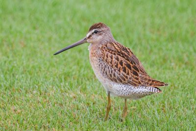 Short-billed Dowitcher