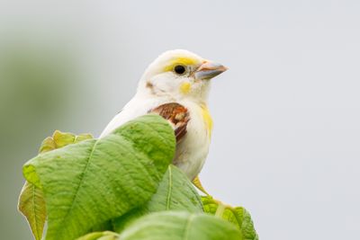 Hybrids, Leucistic & Albinistic Birds