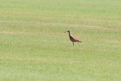 Whimbrel