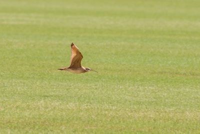 Whimbrel