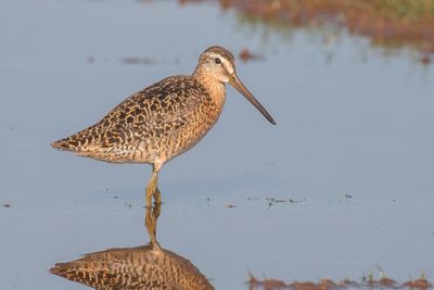 Short-billed Dowitcher