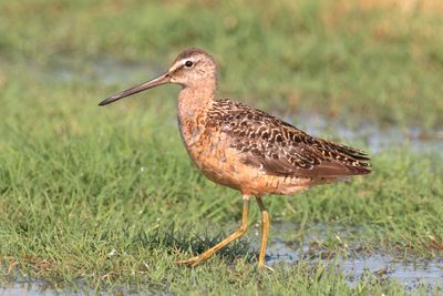 Long-billed Dowitcher