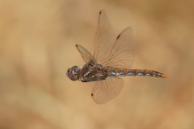 Variegated Meadowhawk