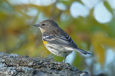 Yellow-rumped Warbler