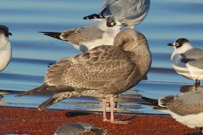 Herring Gull