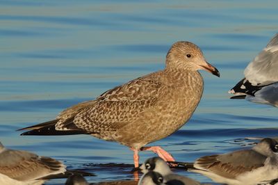 Herring Gull