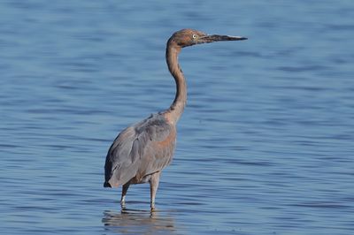 Reddish Egret