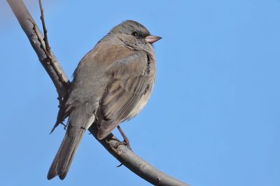 Dark-eyed Junco