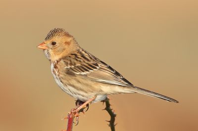 Harris's Sparrow