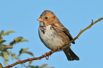 Harris's Sparrow