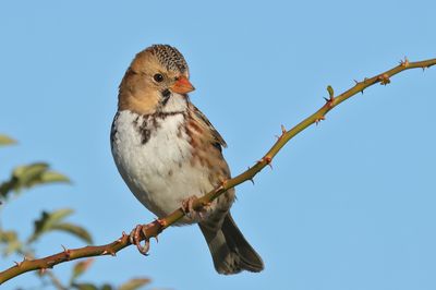 Harris's Sparrow