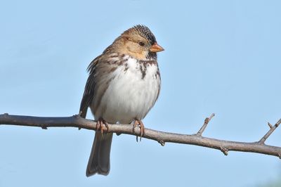 Harris's Sparrow