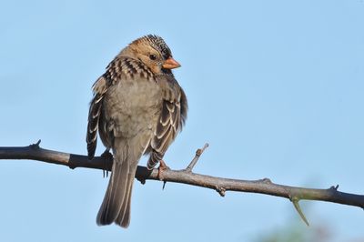 Harris's Sparrow