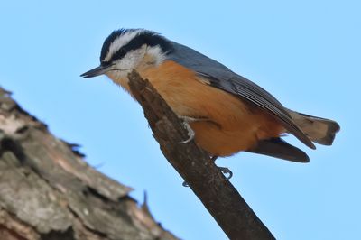 Red-breasted Nuthatch