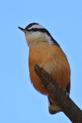Red-breasted Nuthatch