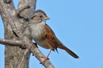 Swamp Sparrow
