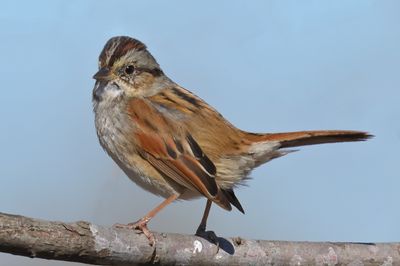 Swamp Sparrow