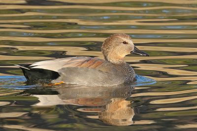 Gadwall