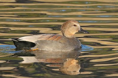 Gadwall