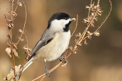 Carolina Chickadee