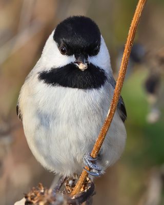 Carolina Chickadee