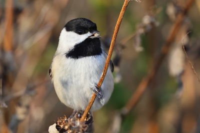 Carolina Chickadee