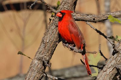 Northern Cardinal