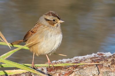 Swamp Sparrow