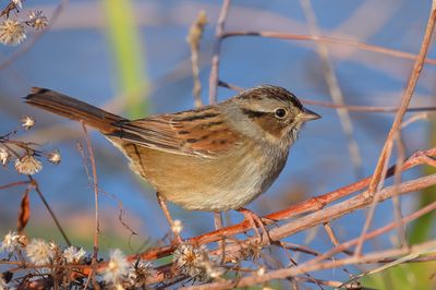 Swamp Sparrow
