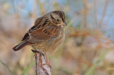 Swamp Sparrow