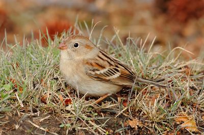 Field Sparrow