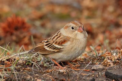 Field Sparrow