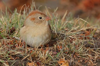 Field Sparrow