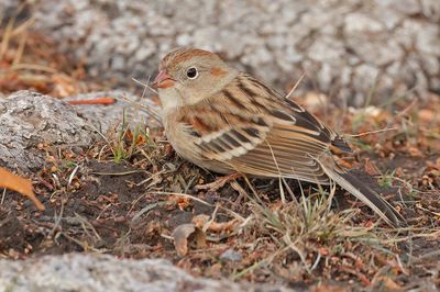 Field Sparrow