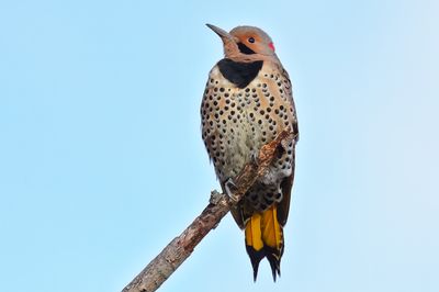 Northern Flicker