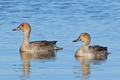 Northern Pintail