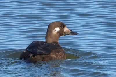 White-winged Scoter